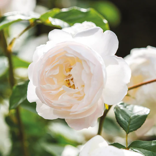 DAVID AUSTIN ROSES - Desdemona