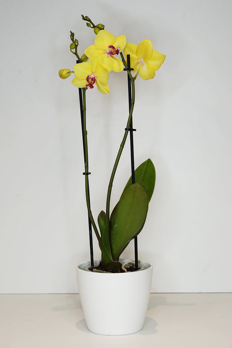 Phalaenopsis Orchid - Yellow