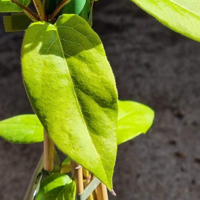 LONICERA similis variety Delavayi 3L