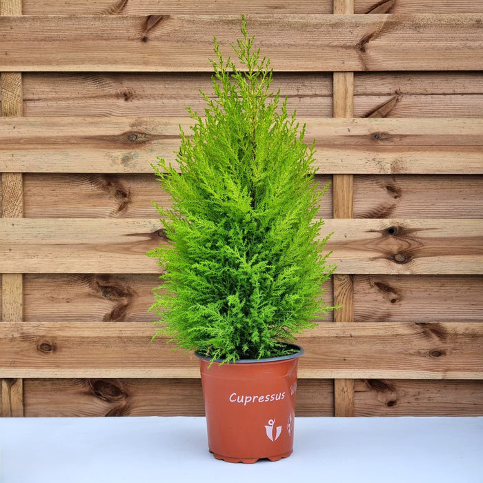 CUPRESSUS macr. Goldcrest Wilma 17cm