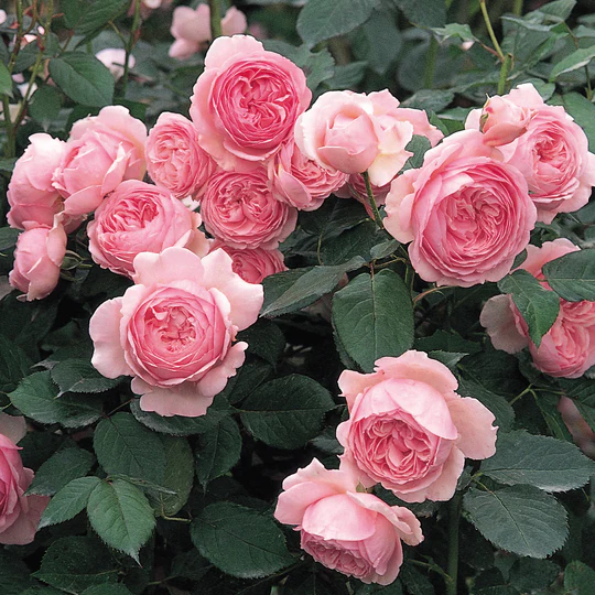 DAVID  Austin Geoff Hamilton