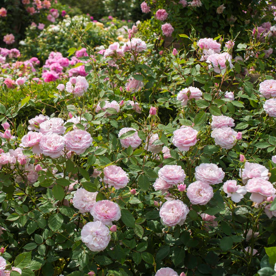 DAVID AUSTIN ROSES - Lady Salisbury