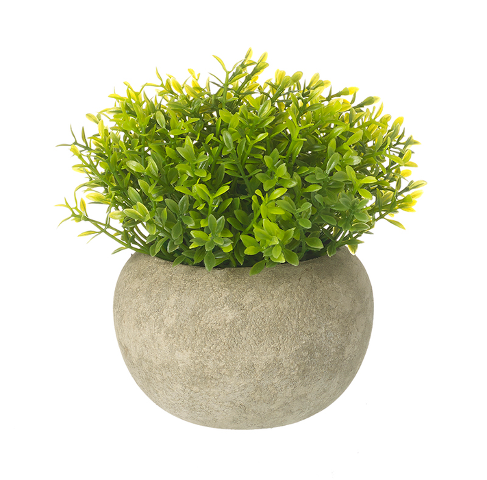 Heaven Sends Small Green Plant In Pot