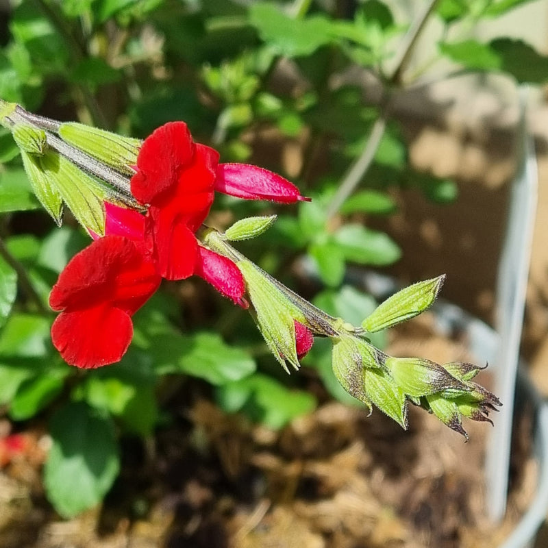 SALVIA Hot Lips 2ltr