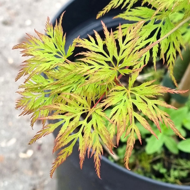 ACER  Emerald Lace