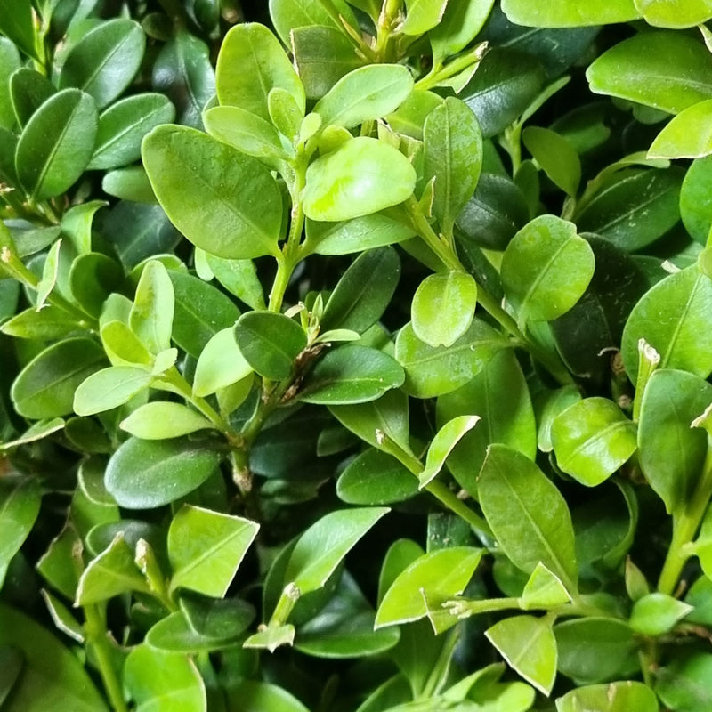 BUXUS Semp. Pyramid B