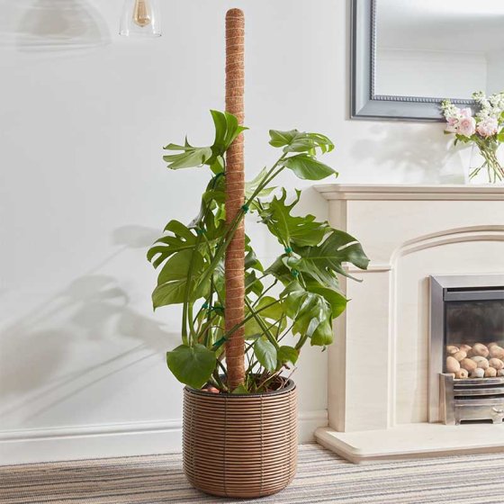 Smart Garden Coco Moss Pole 120cm