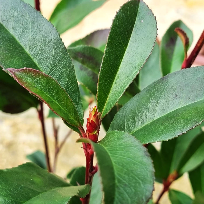 PHOTINIA fras. 'Carre Rouge' 2ltr *