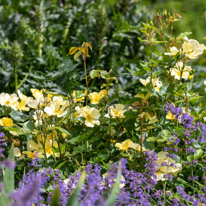 DAVID AUSTIN ROSES - Tottering-By-Gently
