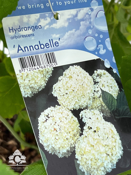 HYDRANGEA arb. Annabelle 7.5ltr