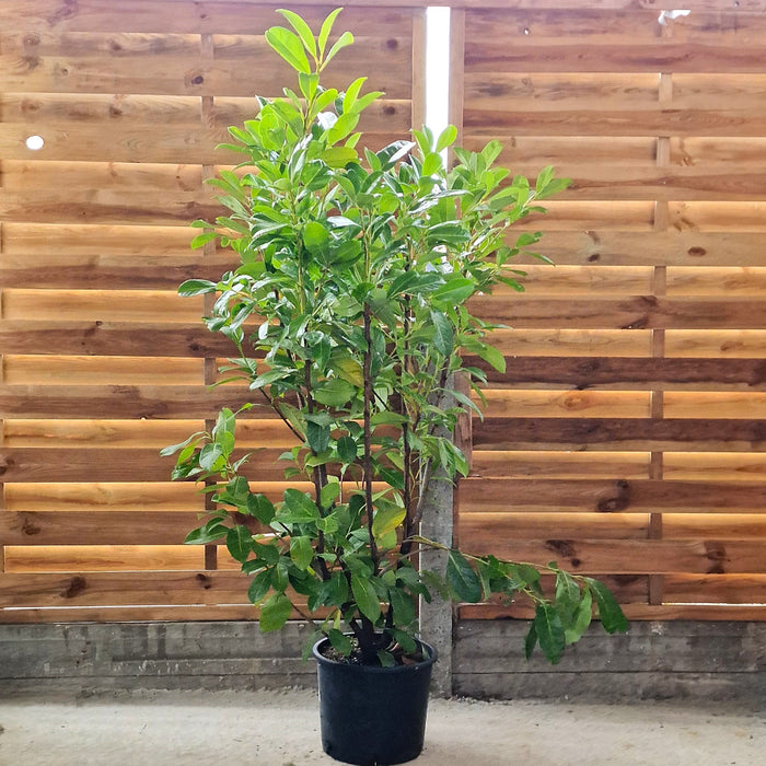 PRUNUS  Laur. Rotundifolia 100-125cm