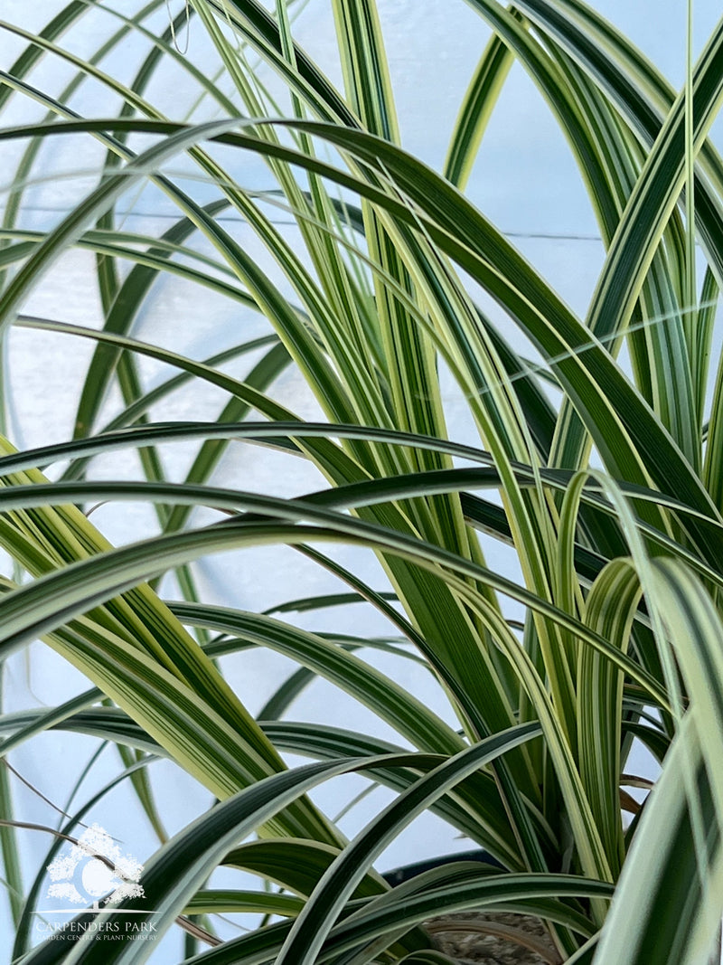 CAREX x cult. Feather Falls