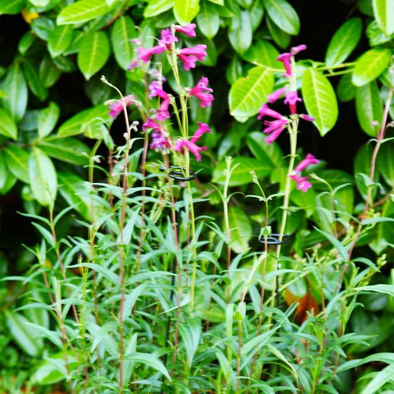 SmartGarden Gro-Stems 75 cm 3-PK