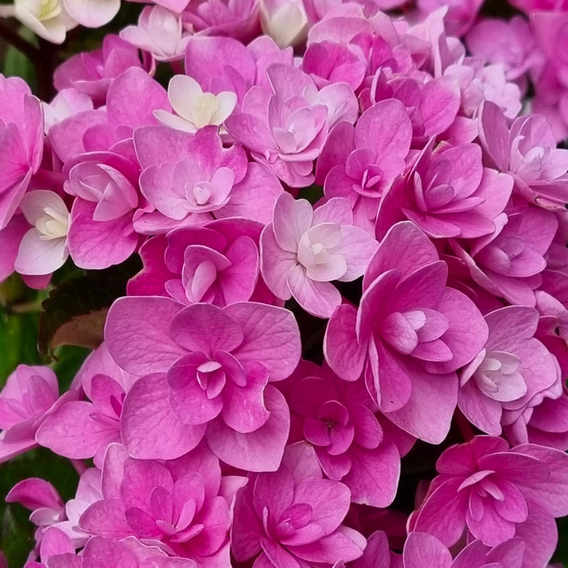 HYDRANGEA Unique Star 5l