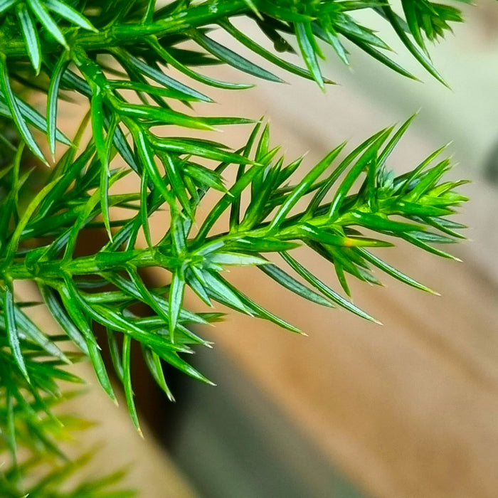 JUNIPERUS chin. 'Stricta' 2ltr