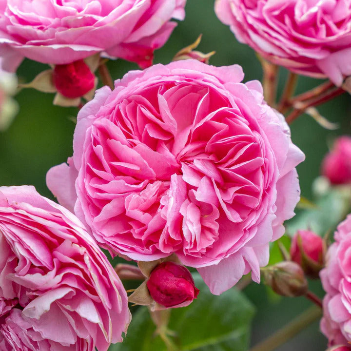 DAVID AUSTIN ROSES - Penelope Lively 6ltr