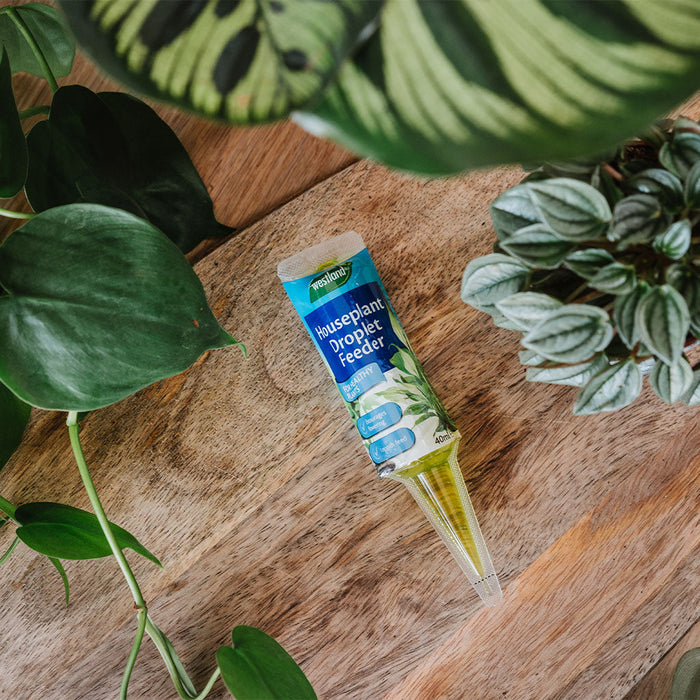 Westland Houseplant Droplet Feeder 40ml
