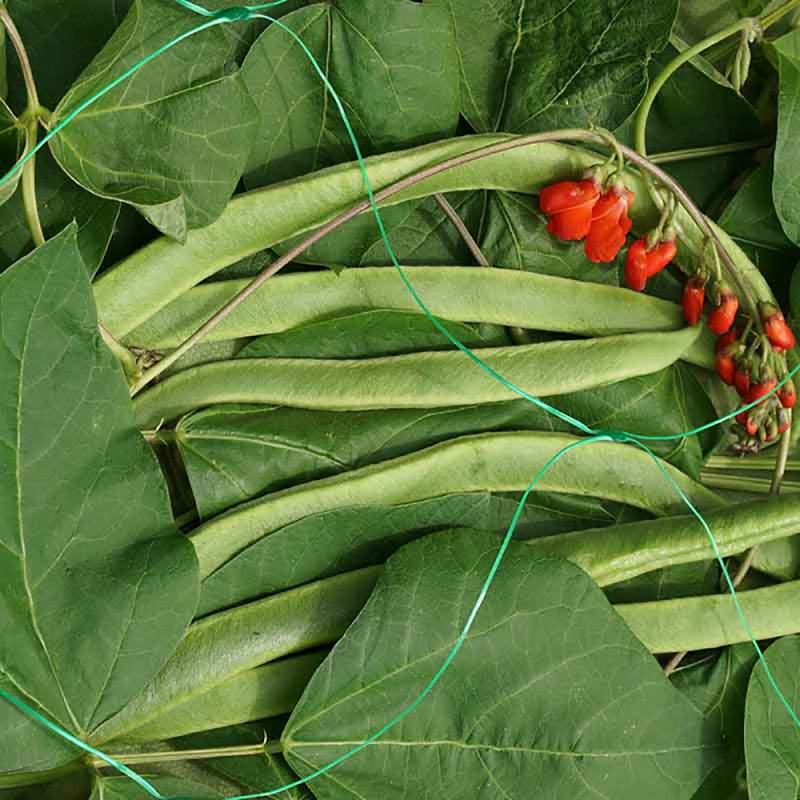 SmartGarden Pea & Bean Netting - Green 150mm Mesh 2 x 10 m