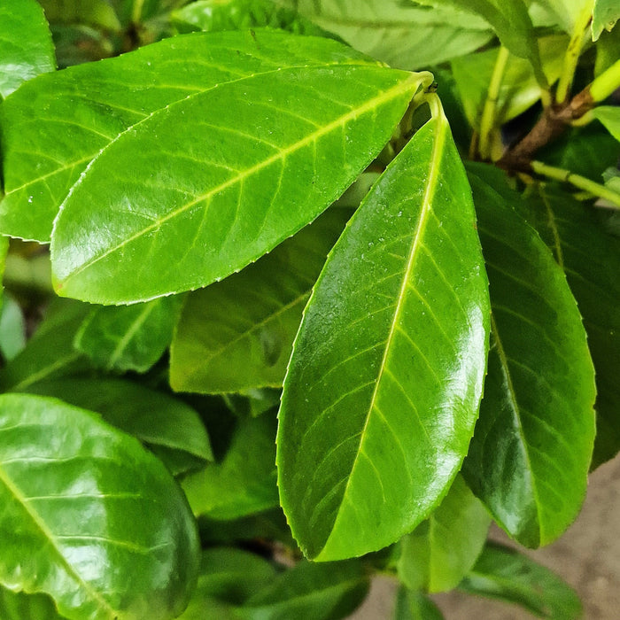 PRUNUS Laurocerasus