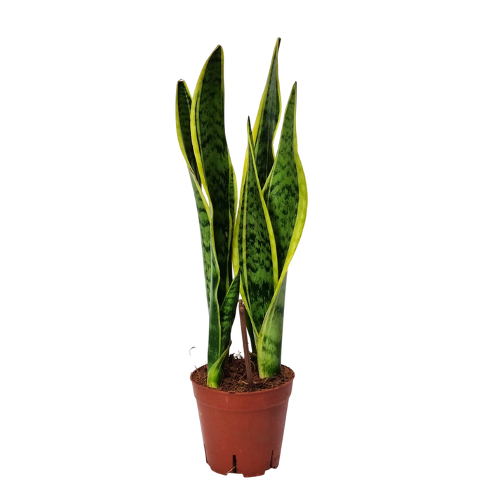 SANSEVERIA Laurentii 14cm