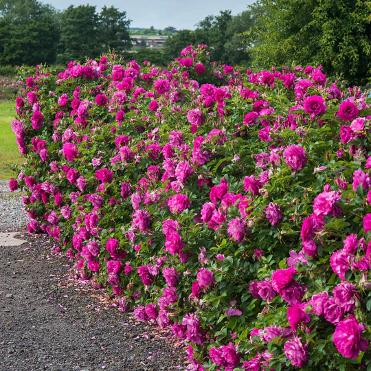DAVID AUSTIN ROSES - Wild Edric