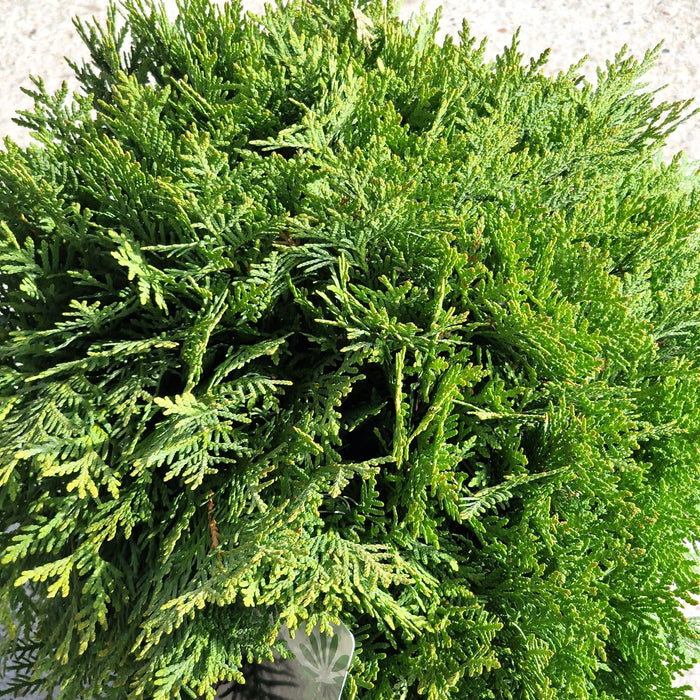Thuja Occ. Danica 4.5L
