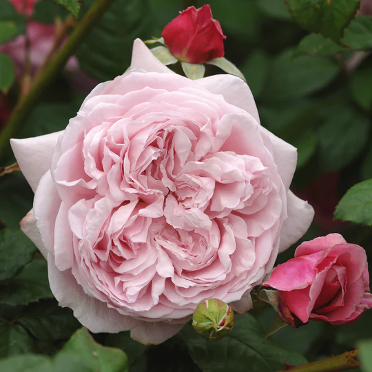 DAVID AUSTIN ROSES - Spirit Of Freedom Climbing
