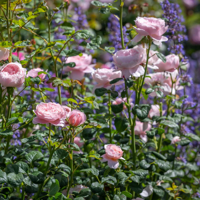 DAVID AUSTIN ROSES - Queen Of Sweden