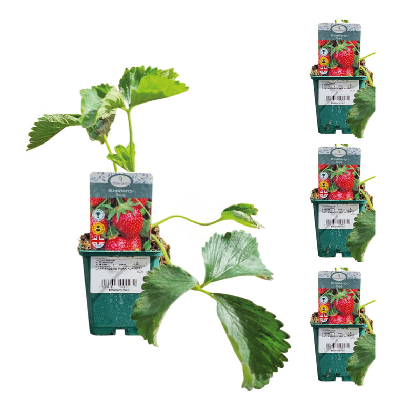 Plant Bundle Q (4 x Strawberry)