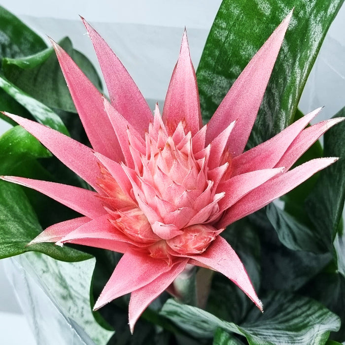 AECHMEA 'Primera' Pink