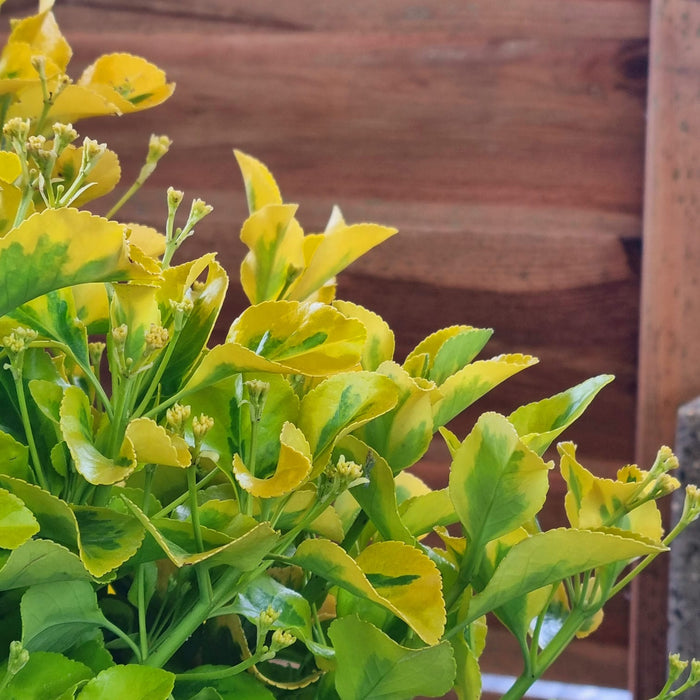 EUONYMUS jap. 'Aurea' 1/2 Stem P24