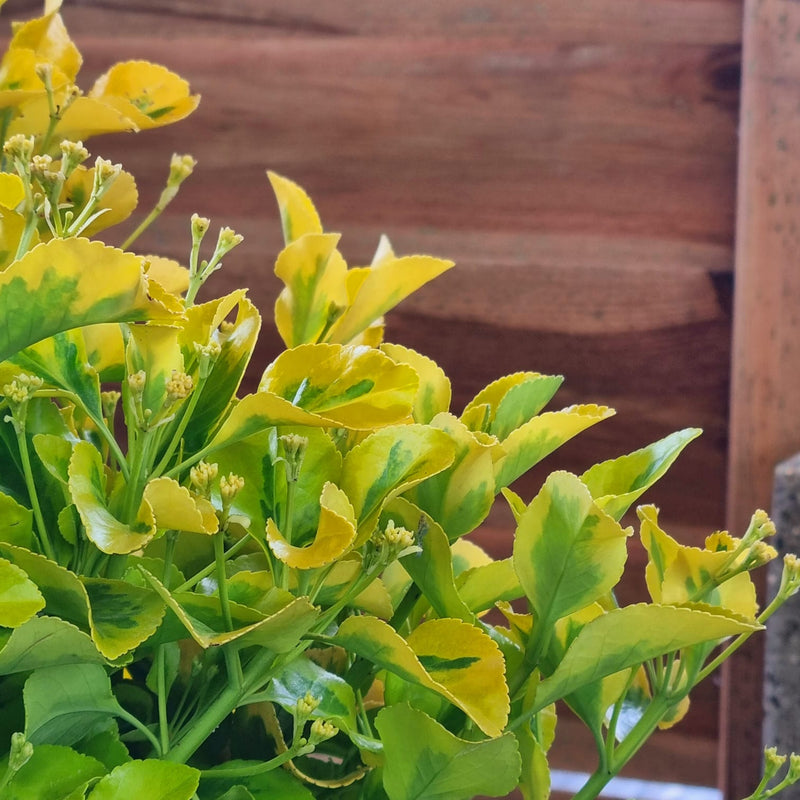 EUONYMUS jap. 'Aurea' 1/2 Stem P24