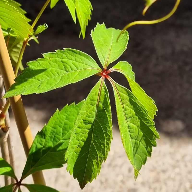 PARTHENOCISSUS Quinquefolia P15