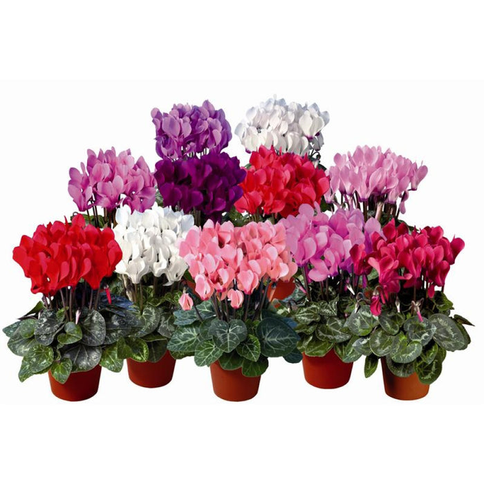 Plant Bundle E (8 x Cyclamen)