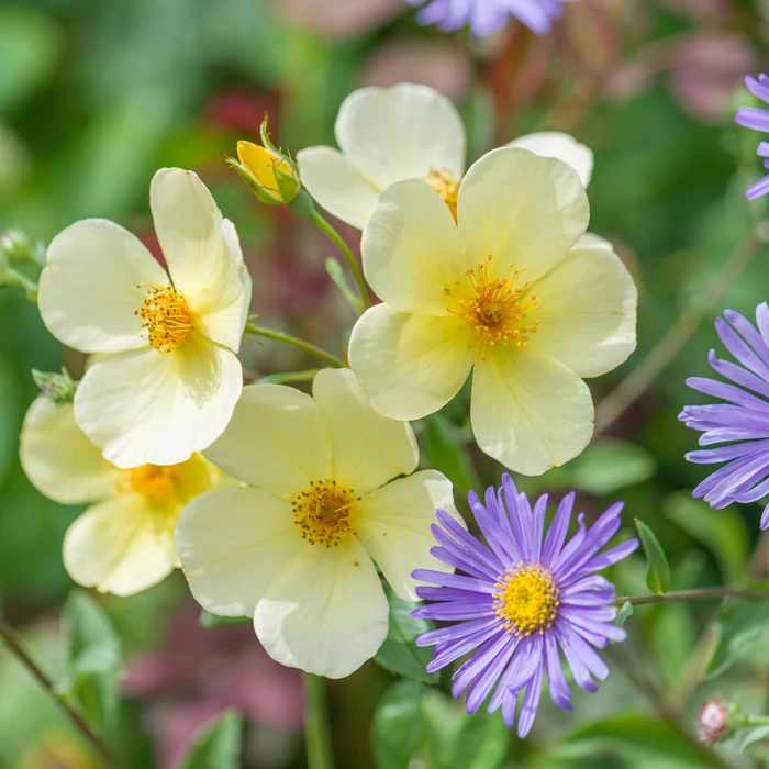 DAVID AUSTIN ROSES - Tottering-By-Gently
