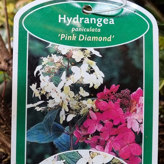 HYDRANGEA Pink Diamond