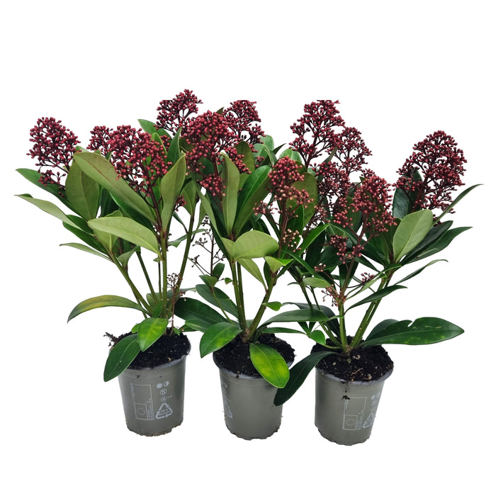 Plant Bundle S (3 x Skimmia)