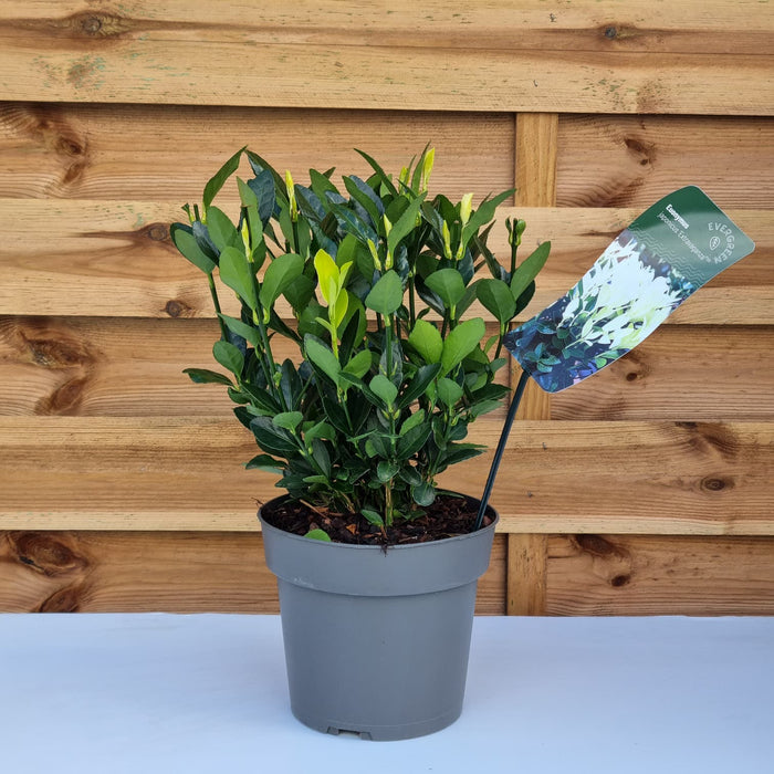 EUONYMUS 'Japonica Extravaganza'