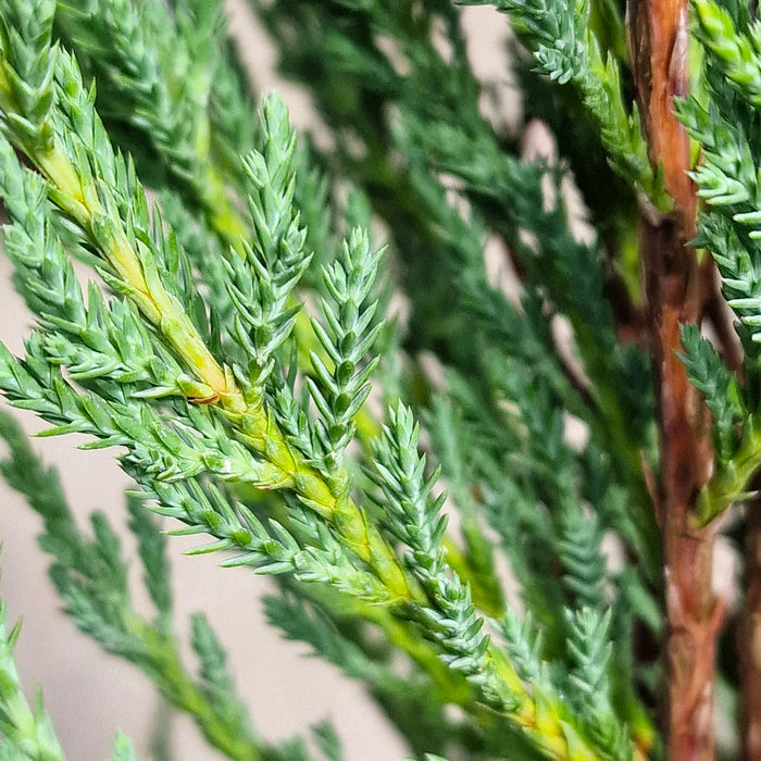 Juniperus Virg. Blue Arrow 4.5L