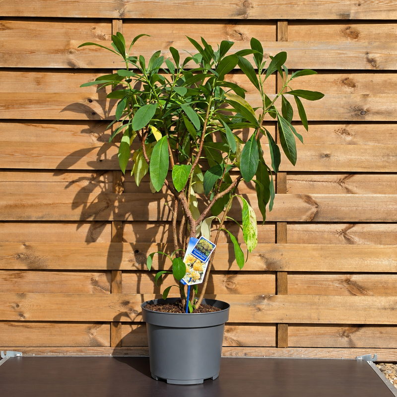 EDGEWORTHIA chrysantha 'Grandiflora' 29cm