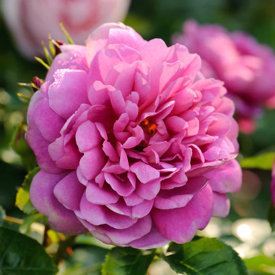DAVID AUSTIN ROSES - Princess Anne