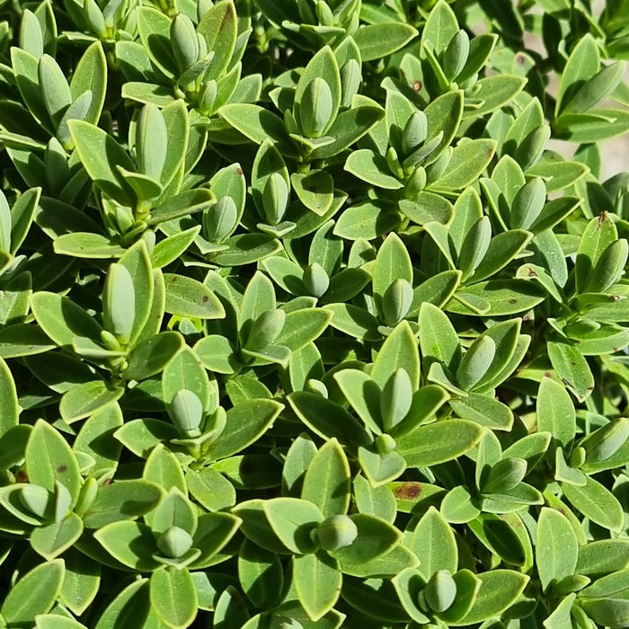 VE HEBE 'Pinguifolia Sutherlandii' 17cm