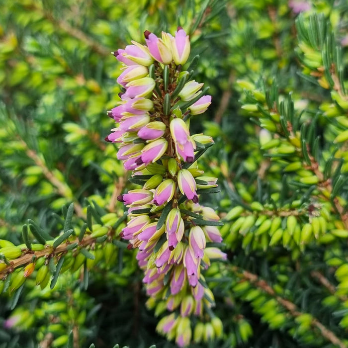ERICA Darleyensis Mix 3ltr