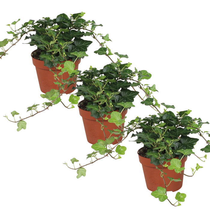 Plant Bundle D (3 x Hedera Helix)