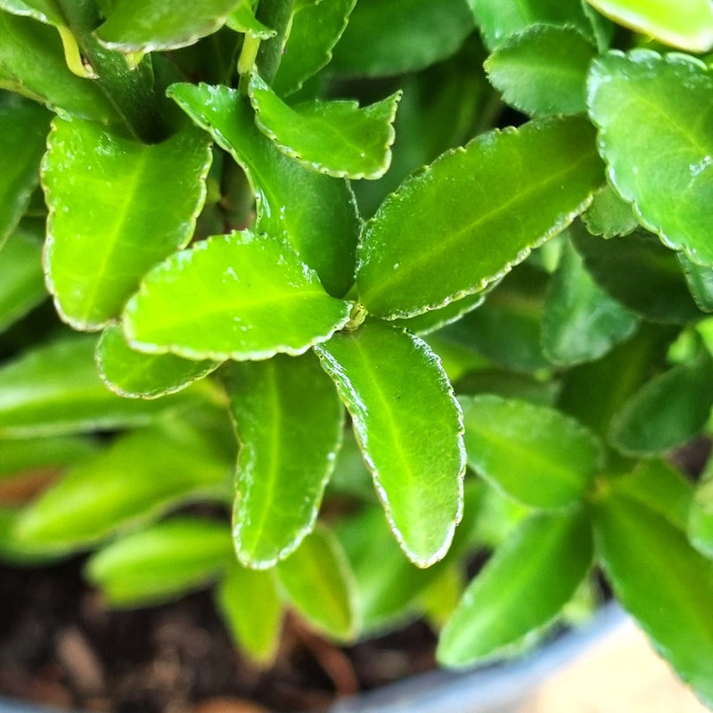 EUONYMUS jap. Green Spire 23cm