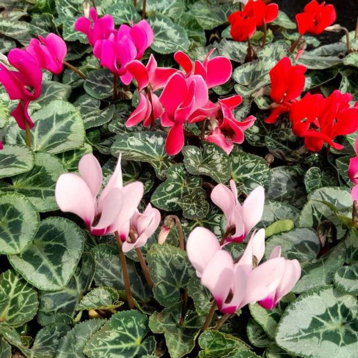 Plant Bundle E (8 x Cyclamen)