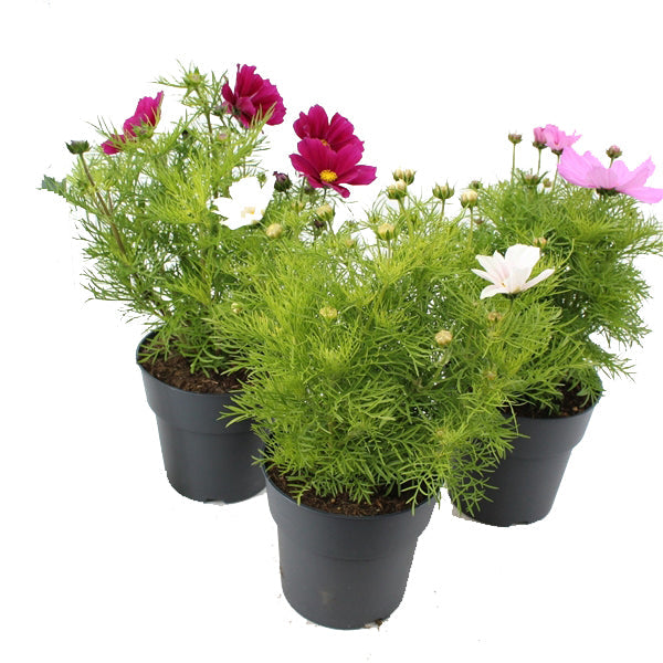 Plant Bundle N - Cosmos 10.5cm Pot (x6)