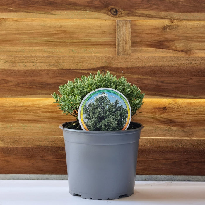 VE HEBE 'Pinguifolia Sutherlandii' 17cm