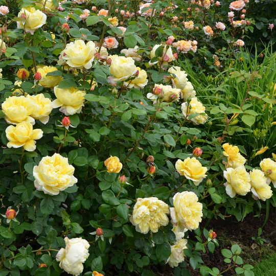 DAVID AUSTIN ROSES - Charles Darwin