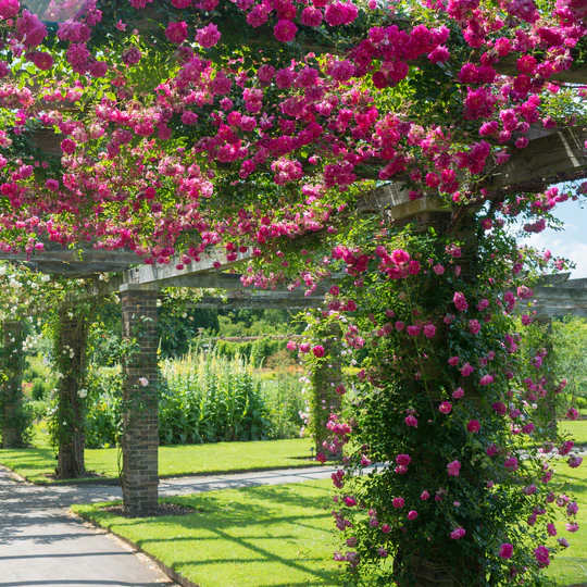 DAVID AUSTIN ROSES - Alexandre Girault